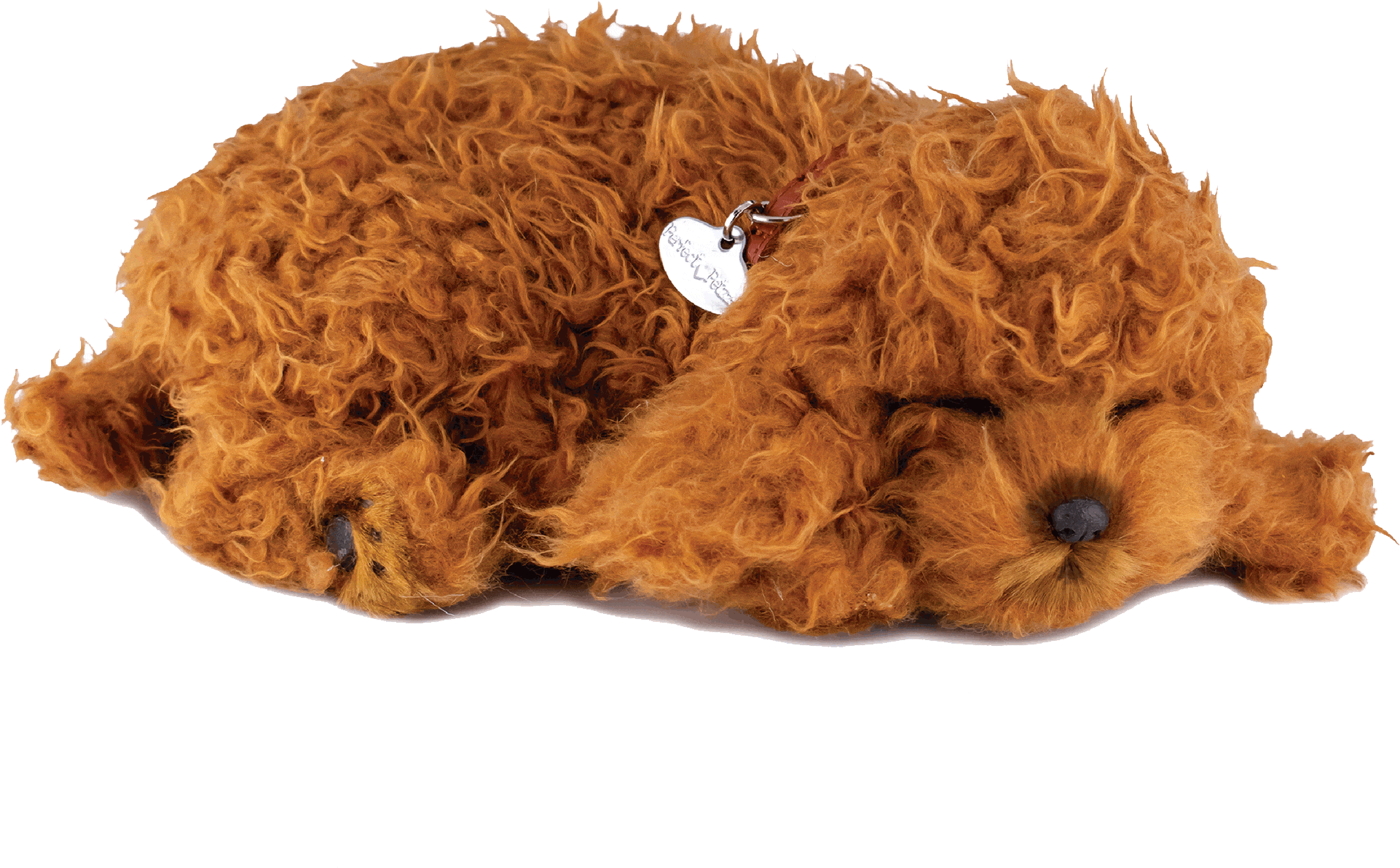 toy poodle sahiplenme toy poodle sahiplenme